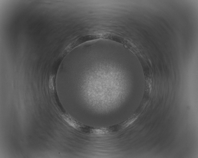 X0000083640286200702121132