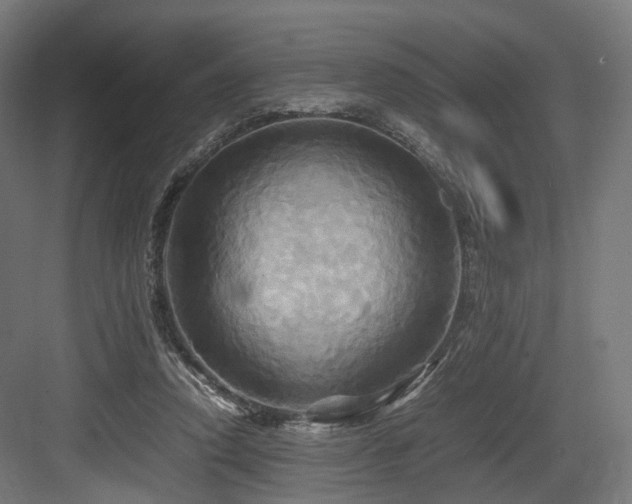X0000083640354200702121130
