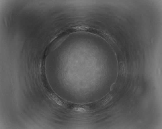 X0000083640655200702121125