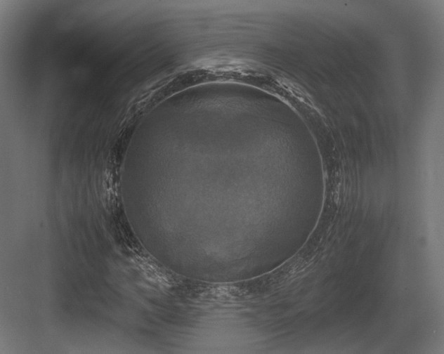X0000083640966200702121120