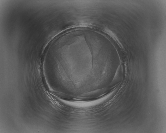 X0000083641260200702121115