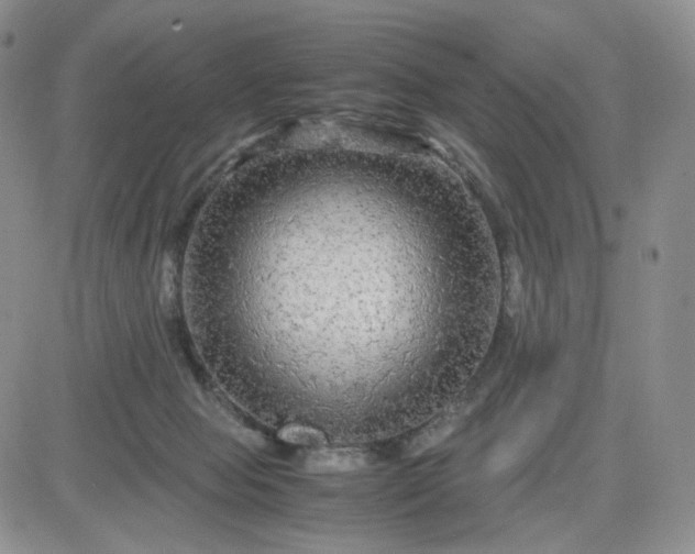 X0000083640077200702261101