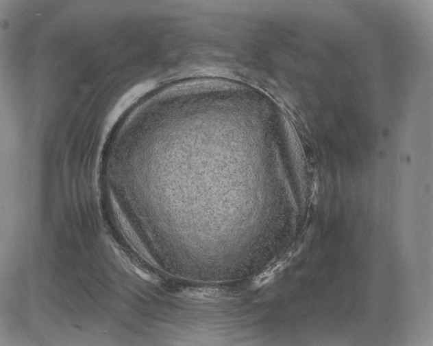X0000083640104200702261100
