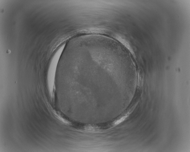 X0000083640109200702261100