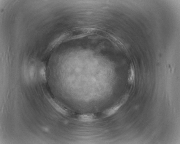 X0000083640238200702261058