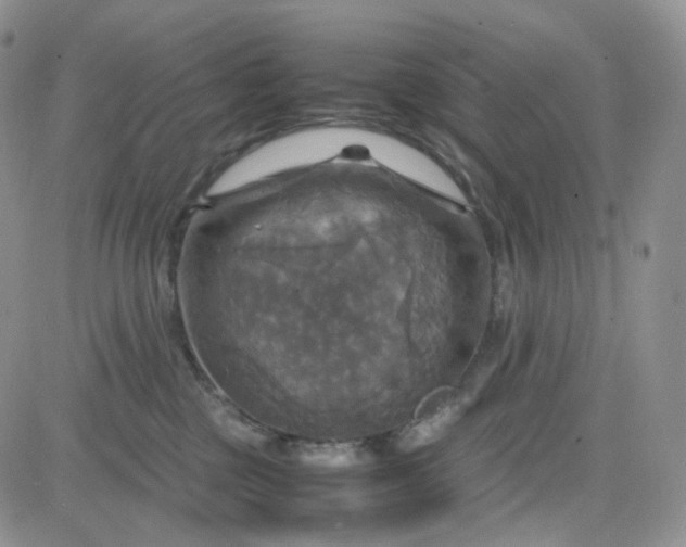 X0000083640377200702261056