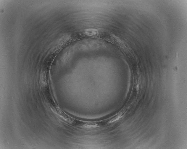 X0000083640606200702261052