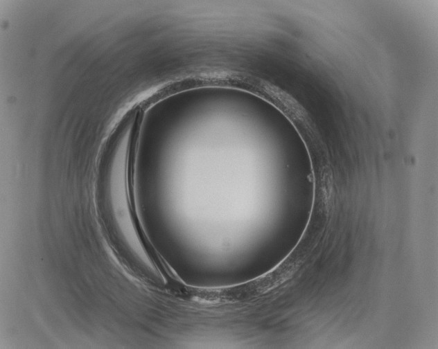 X0000083640728200702261050