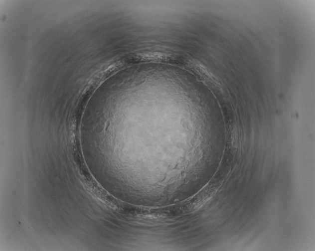 X0000083640737200702261050