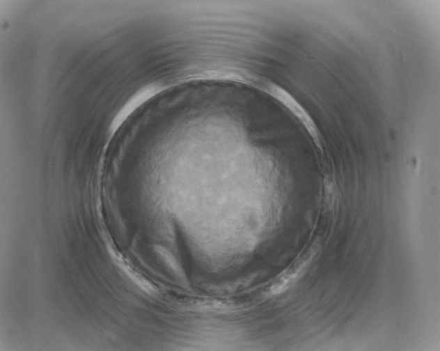 X0000083641002200702261046