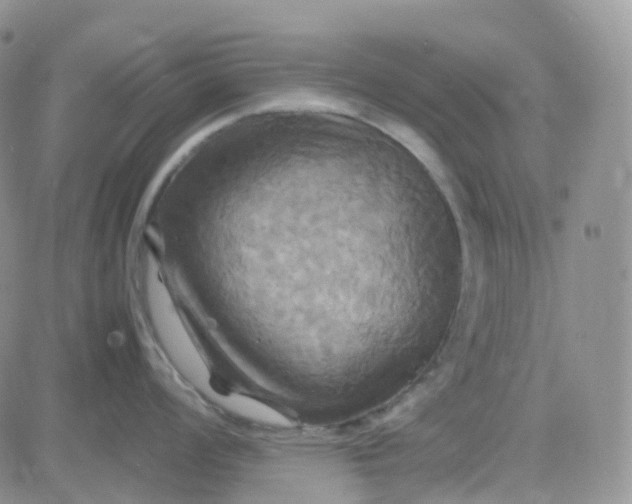 X0000083641008200702261045
