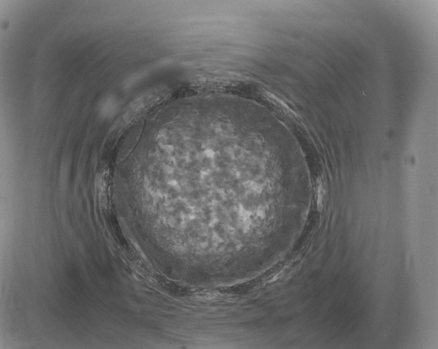 X0000083641059200702261045
