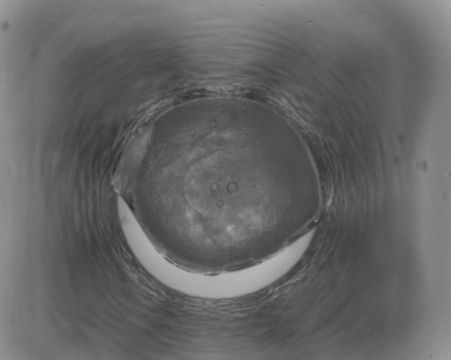 X0000083641106200702261043