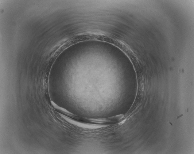 X0000083641110200702261043