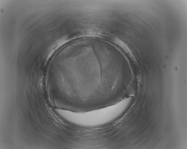 X0000083641260200702261041
