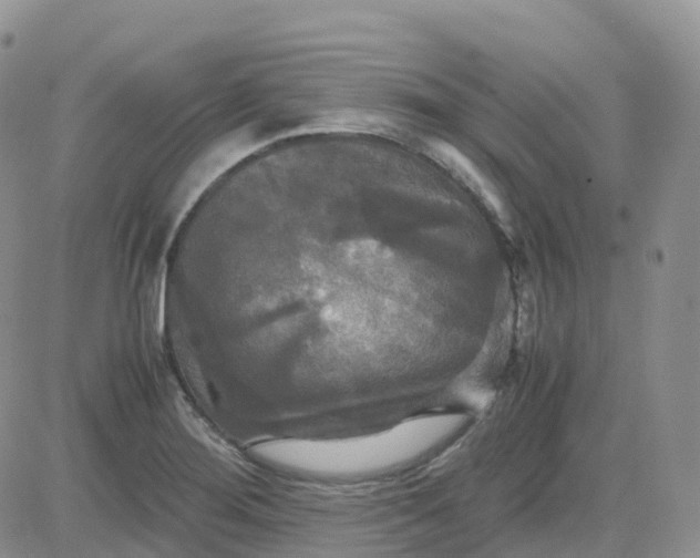X0000083641276200702261041