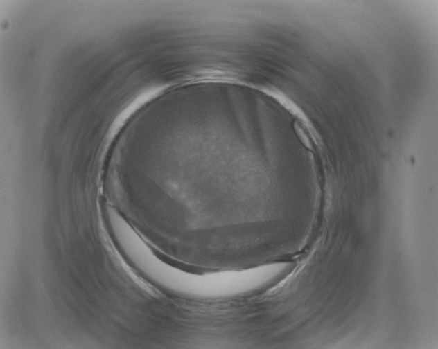 X0000083641333200702261040
