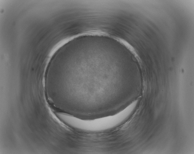 X0000083641335200702261040