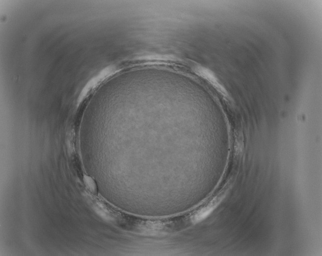 X0000083641357200702261040