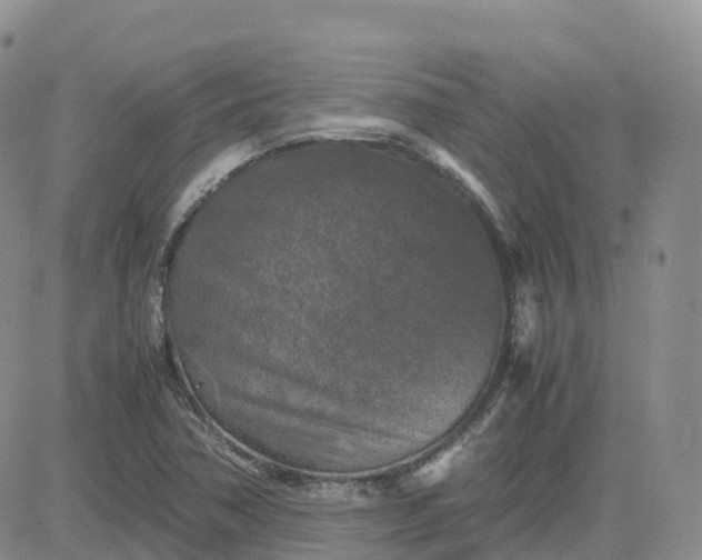 X0000083641362200702261040