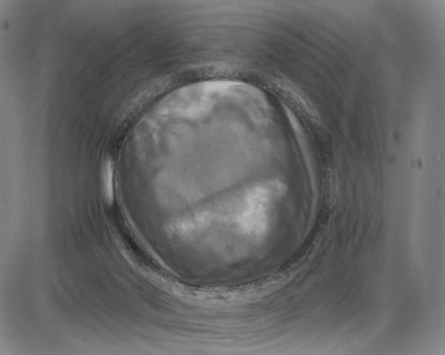 X0000083640022200703051712