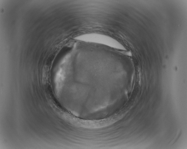 X0000083640030200703051712