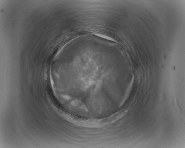 X0000083640032200703051712