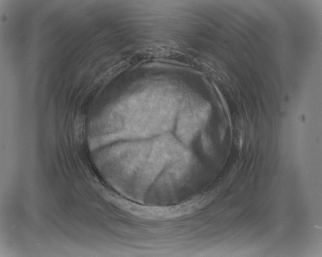 X0000083640034200703051712