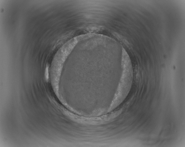 X0000083640042200703051712