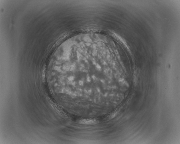 X0000083640065200703051711