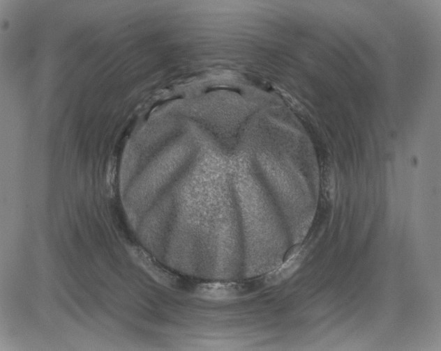 X0000083640082200703051711