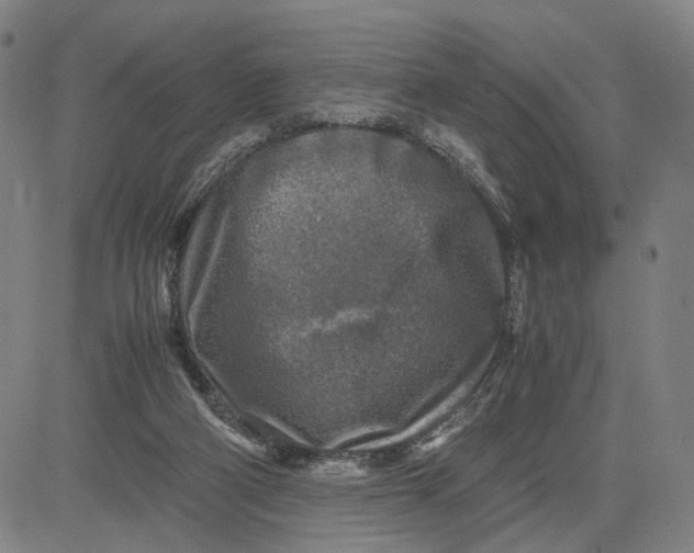 X0000083640114200703051711