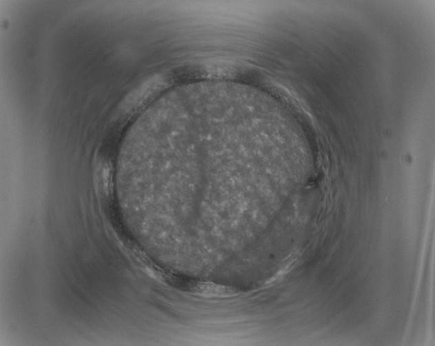 X0000083640123200703051710