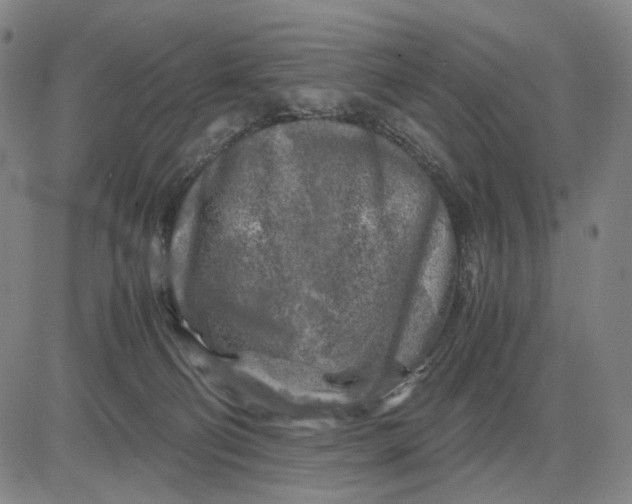 X0000083640130200703051710