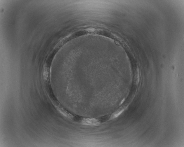 X0000083640137200703051710