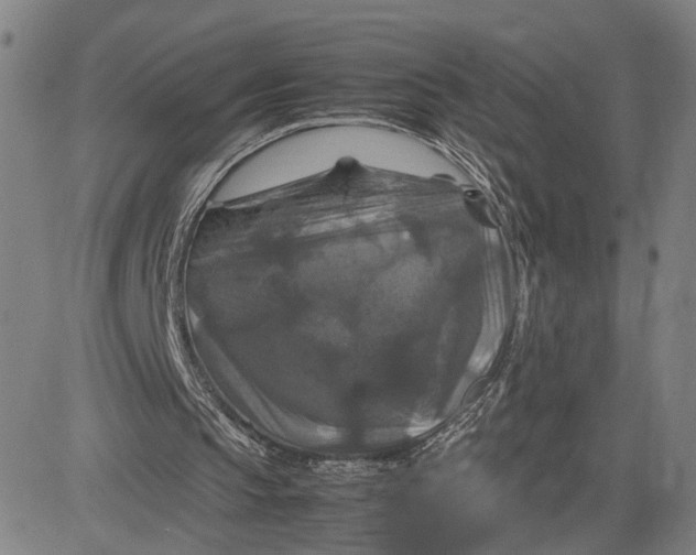 X0000083640145200703051709