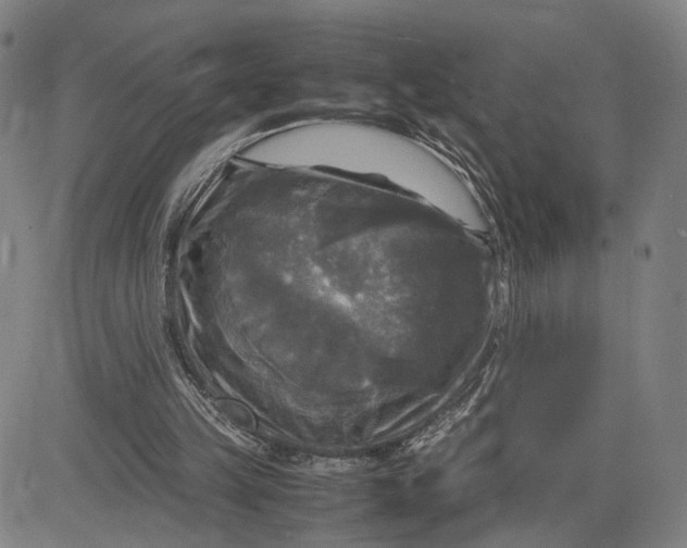 X0000083640149200703051709