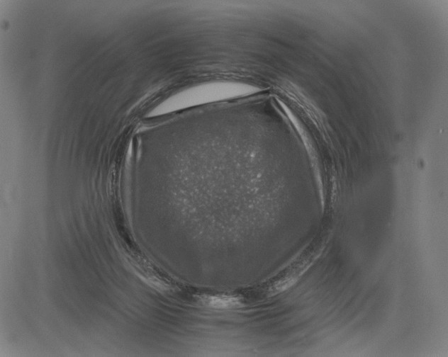 X0000083640165200703051710