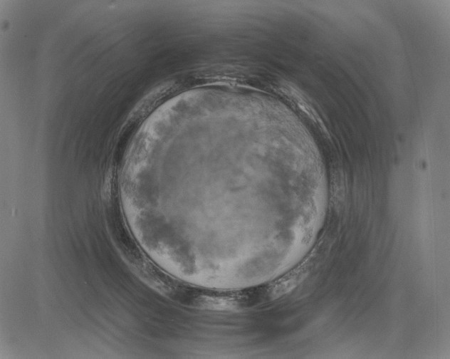 X0000083640167200703051710