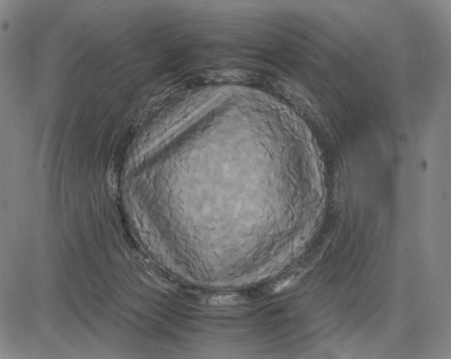 X0000083640173200703051710