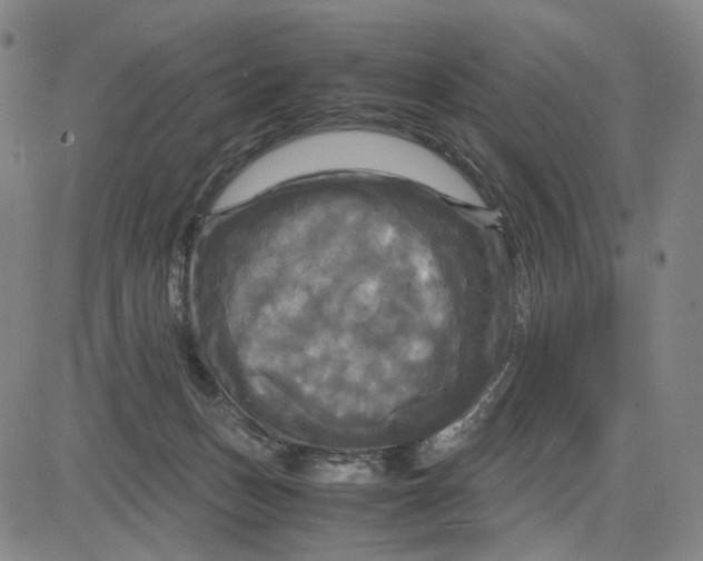 X0000083640175200703051710