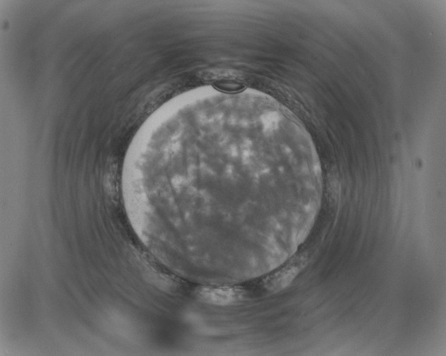 X0000083640181200703051710