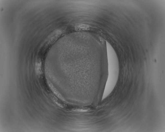 X0000083640224200703051709