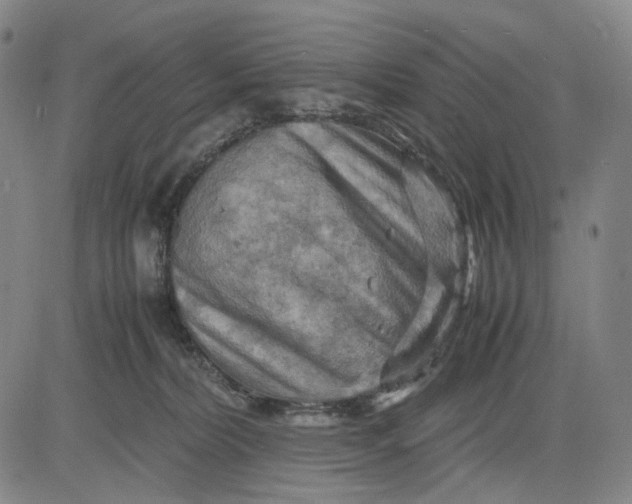 X0000083640228200703051709