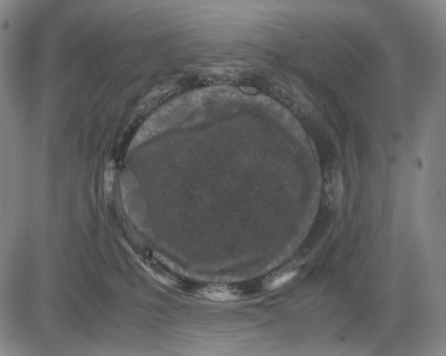 X0000083640231200703051709