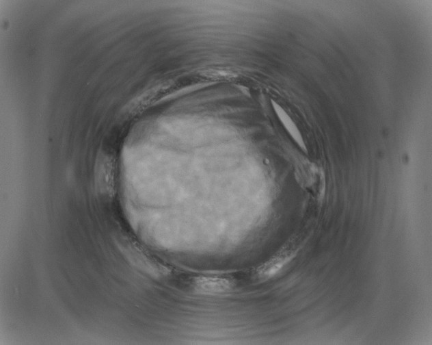 X0000083640234200703051709