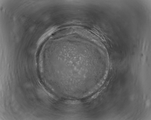 X0000083640245200703051708