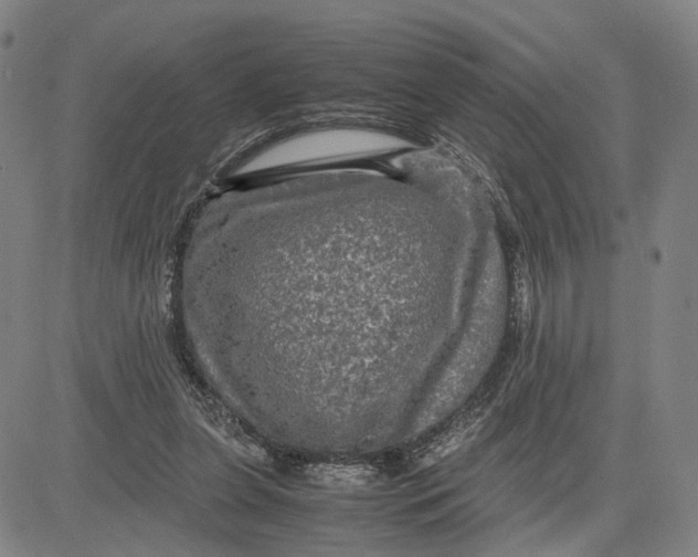 X0000083640255200703051708