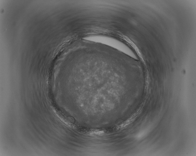 X0000083640257200703051708