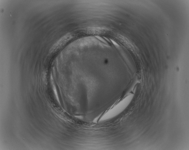 X0000083640258200703051708